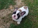 À vendre, chiot Bouledogue Français mâle de couleur caille fauve rouge (non LOF)