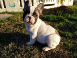 À vendre, chiot Bouledogue Français mâle de couleur caille fauve rouge (non LOF)