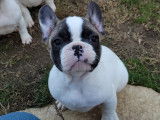 À vendre, chiot Bouledogue Français mâle de couleur caille fauve rouge (non LOF)