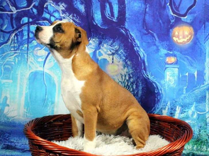 À vendre, chiot American Staffordshire Terrier marron et blanc (LOF)