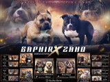 3 magnifique chiots bully pocket extrême