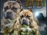 3 magnifique chiots bully pocket extrême