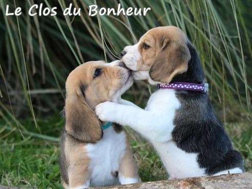 Vente de chiots Beagle tricolores (LOF)