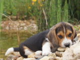 Vente de chiots Beagle tricolores (LOF)