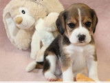 Vente de chiots Beagle tricolores (LOF)