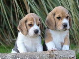 Vente de chiots Beagle tricolores (LOF)