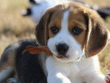 Vente de chiots Beagle tricolores (LOF)