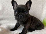 À vendre, chiot Bouledogue Français mâle noir bringé (LOF)