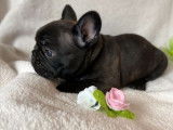 À vendre, chiot Bouledogue Français mâle noir bringé (LOF)