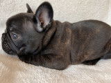 À vendre, chiot Bouledogue Français mâle noir bringé (LOF)