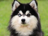 Chien Pomsky noir et blanc disponible pour une saillie