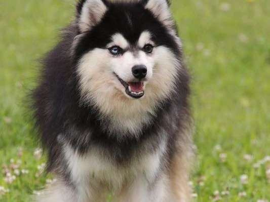 Chien Pomsky noir et blanc disponible pour une saillie Petite