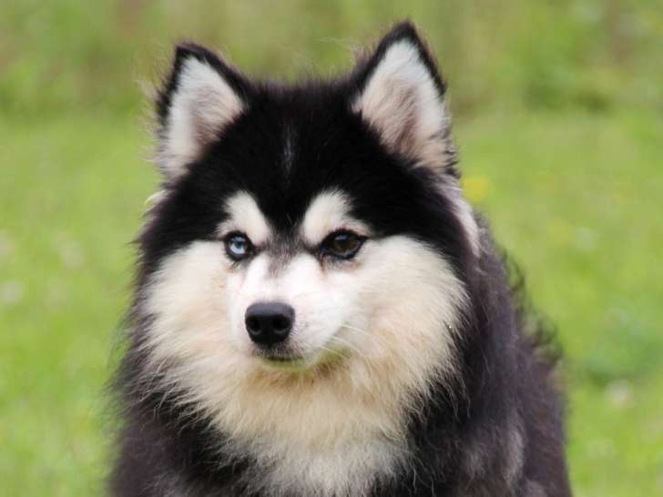 Chien Pomsky noir et blanc disponible pour une saillie Petite