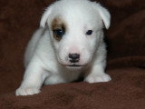Chiots Jack Russel LOF à réserver