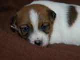 Chiots Jack Russel LOF à réserver
