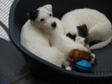 Chiots Parson Russel Terrier LOF &agrave; r&eacute;server