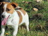 Femelle Jack Russel LOF à vendre