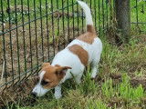 Femelle Jack Russel LOF à vendre