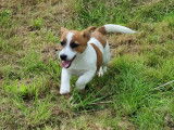 Femelle Jack Russel LOF à vendre