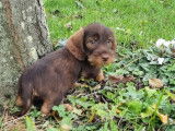 Chiots Teckel nain chocolat à vendre