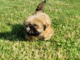 Chiot Shih Tzu LOF &agrave; vendre