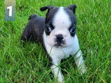 Chiots Boston Terrier LOF &agrave; vendre