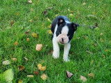 Chiots Boston Terrier LOF &agrave; vendre