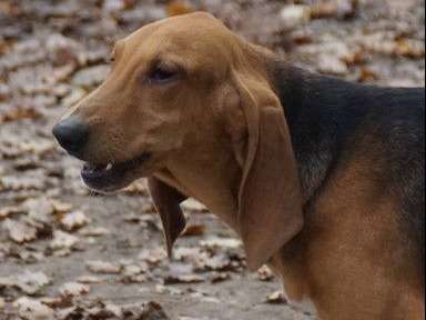 Vente d’un chien Bruno Porcelaine tricolore de 1 an non LOF
