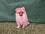 2 chiots Spitz Poméranien orange non LOF nés 2021 disponibles de suite