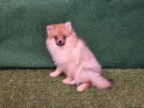 2 chiots Spitz Poméranien orange non LOF nés 2021 disponibles de suite