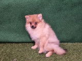 2 chiots Spitz Poméranien orange non LOF nés 2021 disponibles de suite