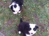 2 chiots Border Collie non LOF mâles septembre 2021 à réserver