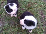 2 chiots Border Collie non LOF mâles septembre 2021 à réserver