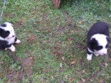 2 chiots Border Collie non LOF mâles septembre 2021 à réserver