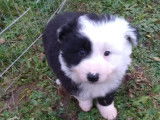 2 chiots Border Collie non LOF mâles septembre 2021 à réserver
