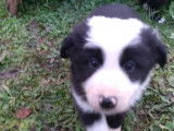 2 chiots Border Collie non LOF mâles septembre 2021 à réserver