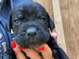 Impressionnants chiots Cane Corso noirs LOF : deux femelles et un mâle à retenir pour fin novembre 2021