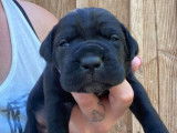 Impressionnants chiots Cane Corso noirs LOF : deux femelles et un mâle à retenir pour fin novembre 2021