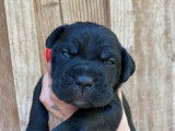 Impressionnants chiots Cane Corso noirs LOF : deux femelles et un mâle à retenir pour fin novembre 2021