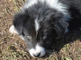 À réserver, 6 chiots Border Collie LOF de septembre 2021