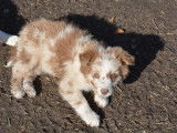 À réserver, 6 chiots Border Collie LOF de septembre 2021