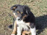 À réserver, 6 chiots Border Collie LOF de septembre 2021