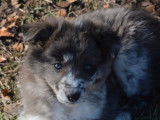 À réserver, 6 chiots Border Collie LOF de septembre 2021