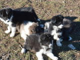 À réserver, 6 chiots Border Collie LOF de septembre 2021