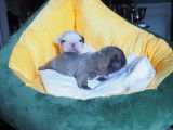 3 chiots Bouledogue Français mâles non LOF à réserver