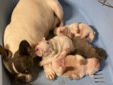 3 chiots Bouledogue Français mâles non LOF à réserver