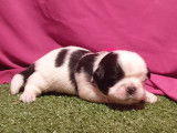 Tendres chiots Shih Tzu LOF, une femelle et deux m&acirc;les &agrave; retenir pour fin d&eacute;cembre 2021