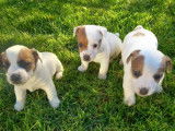 3 chiots Jack Russel &agrave; r&eacute;server, 2 m&acirc;les 1 femelle LOF d&rsquo;octobre 2021