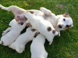 3 chiots Jack Russel &agrave; r&eacute;server, 2 m&acirc;les 1 femelle LOF d&rsquo;octobre 2021