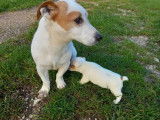 3 chiots Jack Russel &agrave; r&eacute;server, 2 m&acirc;les 1 femelle LOF d&rsquo;octobre 2021
